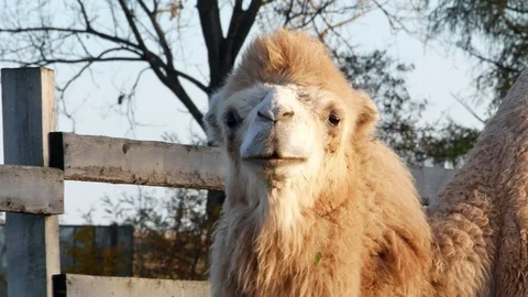 Camel on grass close-up summer video Stock-Footage 97652909