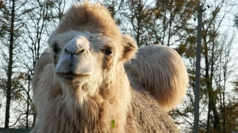 Camel on grass close-up summer video Stock Footage 97653284