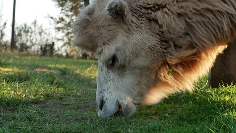 Camel on grass close-up summer video Stock-Footage 97653668
