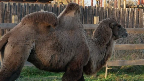 Camel on grass close-up summer video Stock-Footage 97654079