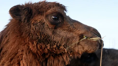 Camel on grass close-up summer video Stock-Footage 97654347
