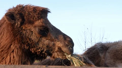 Camel on grass close-up summer video Stock-Footage 97654887