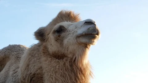 Camel on grass close-up summer video Stock-Footage 97655157