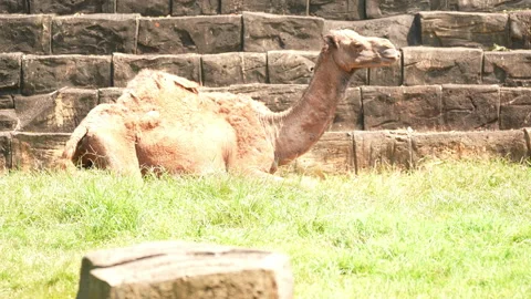 Camel on grass field on stone backgrond Stock Footage 219847906