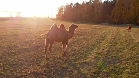 Camel on the grass in Russia in the rays of the setting sun Stock Footage 167684837