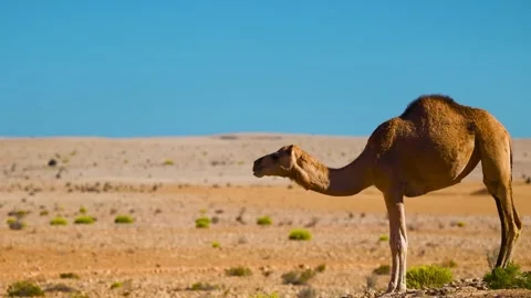 A camel grazing in the desert with mountains in the background, Oman. Stock Footage 318650050