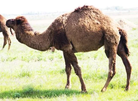 Camel grazing in a field Stock Photos