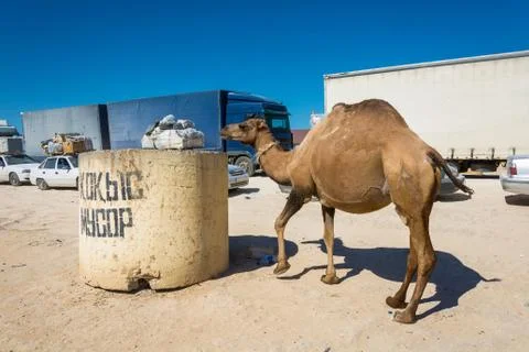 Camel grazing in the garbage can. Stock Photos