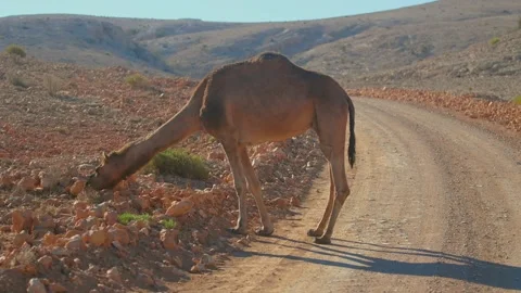Camel Grazing on the Side of a Rural Road in the Arid Mountains of Wadi Bani Kha Video stock 324851074
