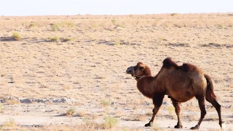 Camel Grazing In The Steppe Stock Footage 278808298