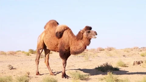 Camel Grazing In The Steppe Stock Footage 278808307