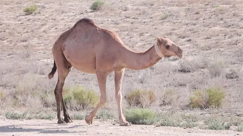 Camel Grazing In The Steppe Stock Footage 278808433