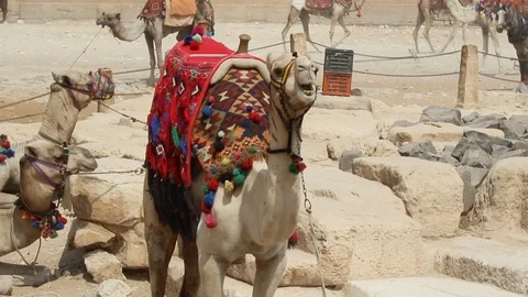 Camel by the Great pyramid of Giza Stock Footage 96380840