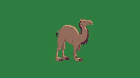 A camel on green screen and standing walking across animated chromakey Video stock 335090573