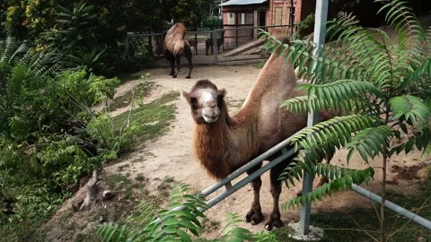 Camel grimace Видео 160247606