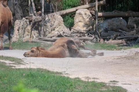 Camel On The Ground 库存照片