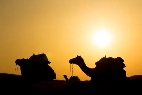 Camel group sit on dune Stock Photos