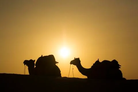 Camel group sit on dune Stock Photos