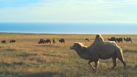 Camel. Group of two-humped camels in the steppe, in a reserve in Russia Video stock 121710719