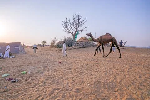 Camel handler with his camel at pushkar rajasthan Stock Photos