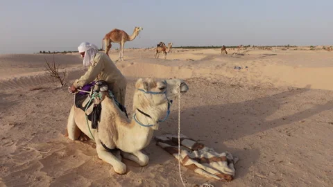 Camel handler near tourist camp in Sahara desert Tunisia Stock Footage 328634226