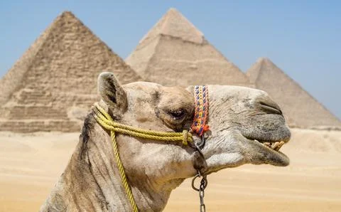 Camel head against the background of the Cheops pyramid in Giza Egypt Stock Photos