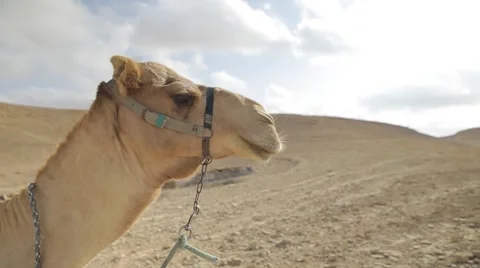 Camel Head and Neck Closeup in the Desert Stock Footage 52703068