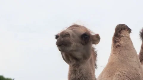 Camel head close up, Bactrian camel goes to the camera, 4K Stock Footage 145735065
