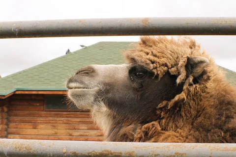 Camel head close up behind bars at the zoo Stock Photos