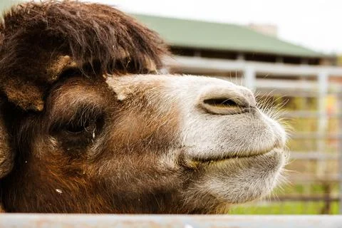Camel head close up behind bars at the zoo Stock Photos