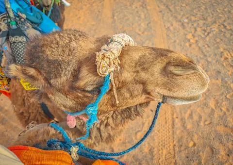 Camel head close up. Camel with a leash Stock-Fotos