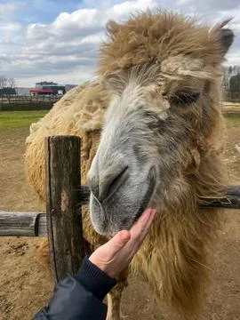 Camel Head Close-Up 库存照片