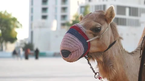 Camel head close up portrait with colorful traditional muzzle standing in m.. 動画素材 333153665