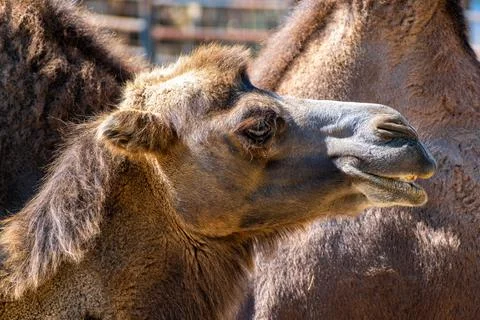 Camel head close-up shot side view 写真素材