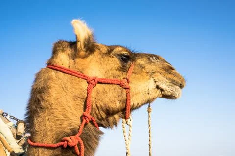 Camel head in close up view at the Thar desert, Rajasthan, India Stock Photos