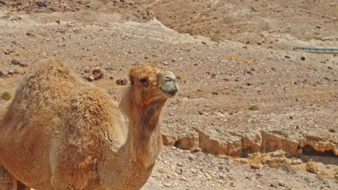 Camel Head  Closeup In The Desert Stock-Footage 90707973