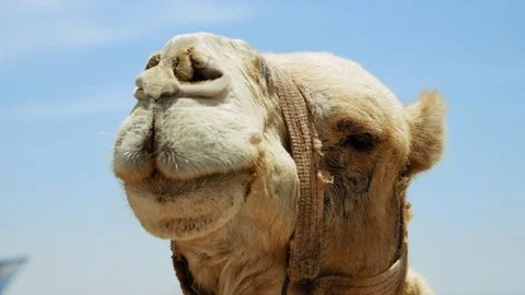 Camel head closeup outdoors Stock Footage