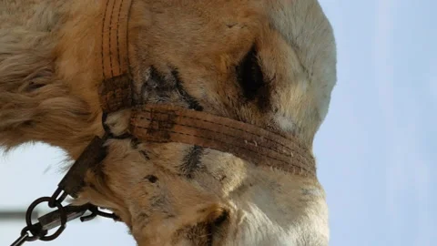 Camel head closeup outdoors Stock-Footage 91159566