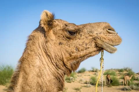 Camel head with a leash in close up view at the Thar desert, Rajasthan, India Stock Photos