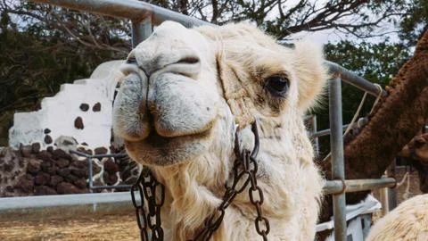 Camel Head Looking at Camera Stock Photos
