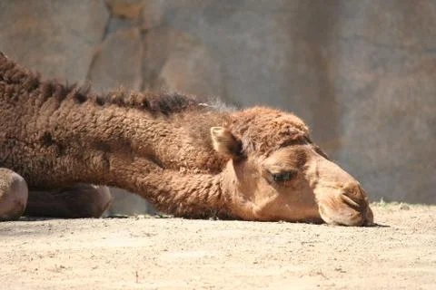 Camel head Stock Photos