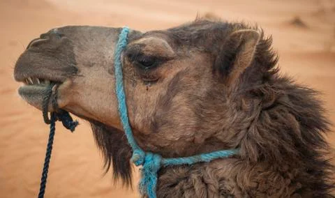 Camel head Stock Photos