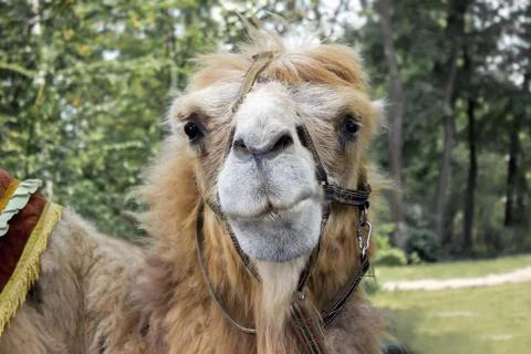 Camel head Foto stock