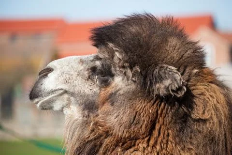 Camel head Stock Photos