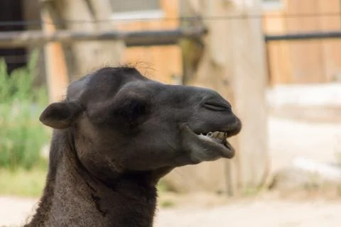 Camel head Stock Photos