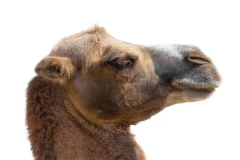 Camel head Stock Photos