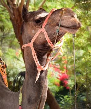 Camel head Stock Photos