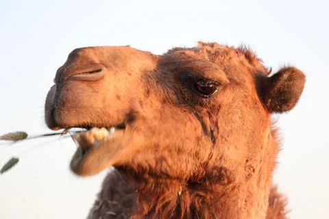 Camel head 写真素材