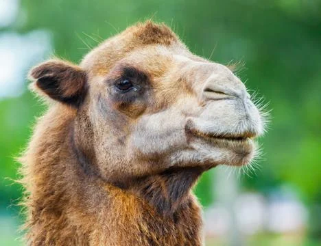 Camel head portrait Stock Photos