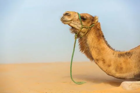 Camel head in profile Stock Photos